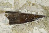 Fossil Fish (Xiphactinus) Tooth in Situ - Kansas #136664-3